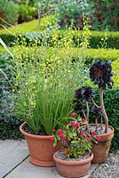 In pots, Albuca shawii, small yellow flowers, a bulbous plant that in late summer bears masses of bright yellow, green striped, almond perfumed flowers. Planted beside Aeonium arboreum Schwarzkopf and impatiens.