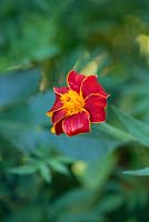Tagetes patula linnaeus, a climbing form of marigold, an annual that makes a good companion plant with tomatoes, to deter aphids. Also a good cut flower.
