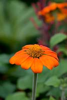 Tithonnia rotundifolia, the Mexican Sunflower, has bright orange flowers that appear from late summer through to early autumn.