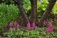 Astilbe 'Vision in Red'flowers, Hosta 'Sun Power' plants under deciduous tree trunks in front yard country garden in summer, Quebec, Canada