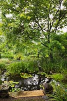 Gleditsia triacanthos 'Sunburst' - Honeylocust tree over pond with Eichhornia crassipes  Water Hyacinth, Papyrus - Ornamental Grass also known as Cyperus - Egyptian Paper Rush, Nymphaea - Water Lily and Iris ensata 'Japanese Iris' plants in backyard country garden in summer, Quebec, Canada