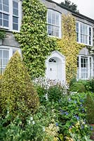 Front garden - The Vean Garden is predominantly white, blue and gold, with clipped box and golden privet surrounded by lush perennials such as hardy geraniums, campanulas, Alchemilla mollis and ligularias. Bosvigo, Truro, Cornwall, UK