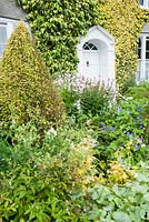Front garden - The Vean Garden is predominantly white, blue and gold, with clipped box and golden privet surrounded by lush perennials such as hardy geraniums and campanula  plus foliage plants including silvery Brunnera macrophylla 'Jack Frost'. Bosvigo, Truro, Cornwall, UK