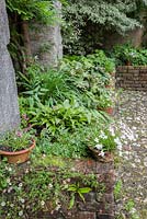 Raised bed planted with hostas, epimediums and Podophyllum versipelle 'Spotty Dotty', with self seeded Mexican daisy, Erigeron karvinskianus, in the foreground. Bosvigo, Truro, Cornwall, UK