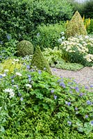 The Vean Garden with clipped box and golden privet surrounded by lush perennials such as Leucanthemum x superbum 'Goldrausch', hardy geraniums, ligularias, variegated comfrey and phlox and silvery Brunnera macrophylla 'Jack Frost'. Bosvigo, Truro, Cornwall, UK
