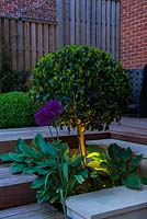 Clipped standard bay tree in bed with hosta and purple allium, underlit with garden lighting.