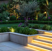 Town garden designed by Kate Gould, lit at night. Lighting illuminates the steps leading from sunken terrace to lawn, an old olive at the corner amidst purple allium and box balls.