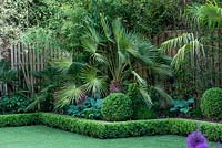 Trachycarpus fortunei, Chusan Palm, in box edged bed, backed by black bamboo, and underplanted with hostas.
