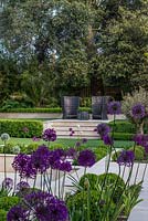 Town garden designed by Kate Gould. Box balls interplanted with purple and white allium, a raised terrace with two chairs beneath a magnificent holm oak. Boundary beds are filled with bamboo, cordyline, acer, olive tree, pittosporum, Trachycarpus fortunei, hosta and euphorbia.