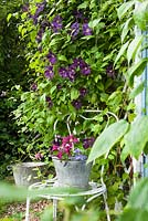 Clematis 'Etoile Violette' with cut clematis flowers in bucket on chair