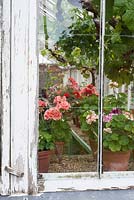 Pelargoniums through greenhouse window