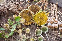 Selection of different seedheads drying on a sieve
