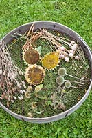 Selection of different seedheads drying on a sieve including  sunflowers, aquilegias and papaver