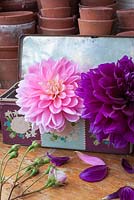 Dahlias in vintage tin - Purple Dahlia 'Thomas A Edison' and pink 'Gerrie Hoek'