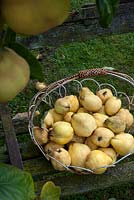 Cydonia oblonga - Quinces in a basket