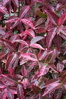 Trachelospermum jasminoides 'Variegatum' - autumn colour