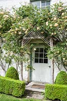 Rosa 'Buff Beauty' surrounds the front door of the farmhouse, with neat box hedges and cones below. Caervallack Farm, St Martin, Helston, Cornwall, UK