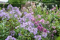 A mass of colourful phlox in a border adjoining the Font Garden. Wollerton Old Hall, nr Market Drayton, Shropshire, UK