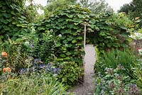 Vitis cognetiae romps over a wall separating the Well Garden from the Perennial Border. Wollerton Old Hall, nr Market Drayton, Shropshire, UK