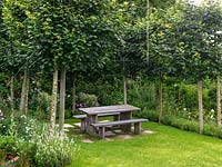 Pleached limes enclose on three sides a peaceful outdoor eating area, their trunks brushed by lavender, Rosa William Shakespeare, phlox, achillea and penstemon