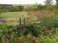 Contemporary garden. Seen past dogwood, scabious, acanthus, lavender, allium, echinops and sedum, naturalistic border of perennials and grasses that meld with countryside.