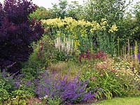 Informal border with smokebush, achillea, verbascum, daylily, catmint,foxglove, scabious, salvia and clump of tall, yellow Thalictrum flavum subsp. glaucum.