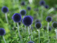 Echinops ritro 'Veitchs Blue', globe thistle, a stiff perennial with prickly blue globes in summer.