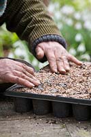 Taking Crambe cordifolia root cuttings. Covering module seed tray with grit