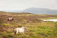 Myrica gale - Heather, Bog Myrtle and horses. Loch Skiport, South Uist, Outer Hebrides, Scotland. 