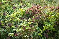 Rubus, Crataegus, Hedera - Autumn hedgerow with blackberries, hawthorn and ivy berries. 