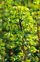 Euphorbia x martinii. spurge