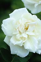 Rosa 'Madame Alfred Carrier' AGM