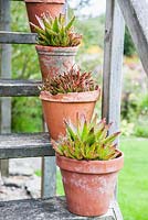 Succulents in terracotta pots on wooden steps 