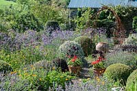 The Rickyard garden is a lush mix of clipped shrubs including yew, box, hebes and pittosporum mixed with Verbena bonariensis, Aeonium 'Zwartkop', scarlet pelargoniums, lavender and marigolds. Dyffryn Fernant, Fishguard, Pembrokeshire, Wales, UK