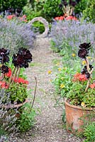 Pots of Aeonium 'Zwartkop' and scarlet pelargoniums in the Rickyard with lavender and calendula.  At the end of the gravel path is a circle of wood with a painted inscription. Dyffryn Fernant, Fishguard, Pembrokeshire, Wales, UK
