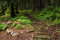 Path of natural stone steps in undergrowth leading into forest of Cedrus - Cedar trees in private backyard country estate garden in summer, Quebec, Canada