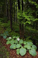 Border in woodland planted with Hosta plants in private backyard country estate garden in summer, Quebec, Canada