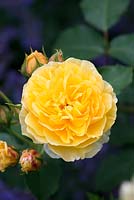 Rosa 'Graham Thomas', English rose, double flowered