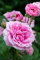 Rosa 'Gertrude Jekyll', English rose, double flowered