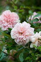 Rosa 'Paul Noel', rambling rose
