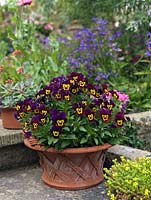 Bright purple and yellow pansies in a decorative terracotta container.