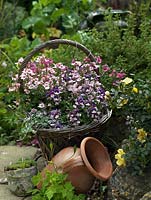Diascia and Linaria planted in a wicker basket.