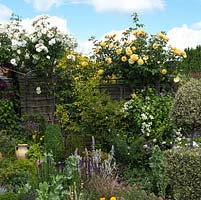 A mixed border with cottage garden planting, buckthorn topiary and roses - Rosa Iceberg and Rosa Graham Thomas.