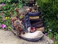 A discarded pair of men's working boots have a new lease of life as a plant container filled with Sempervivums