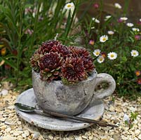 A decorative tea cup planted with Sempervivums