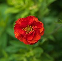 Geum flora plena 'Blazing Sunset', a hardy perennial with large, long lasting, fully doubled flowers.