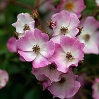 Rosa Ballerina, a dainty hybrid musk rose with small pink white flowers. It can be grown as a shrub or trained to climb.