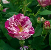 Rosa mundi, a bi-coloured Gallica rose with large semi double flowers.