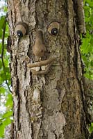 Close-up of a tree face on a yellow Betula alleghaniensis in backyard garden in early summer, Quebec, Canada