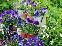 Collection of hardy, perennial violas, planted in pots, and displayed on shelves. Varieties include Fiona Lawrenson, Helen Dillon, Jennifer Andrews, Lucy, Columbine, Josie and Pat Kavanagh.